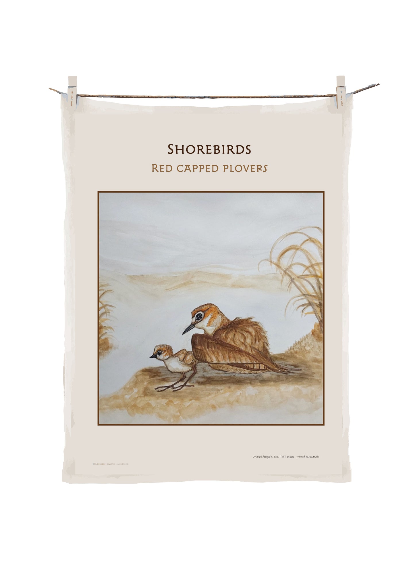 Shorebirds -Red Capped Plovers image 0