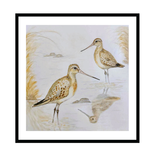 Shorebirds - Bar-tailed Godwits image 0