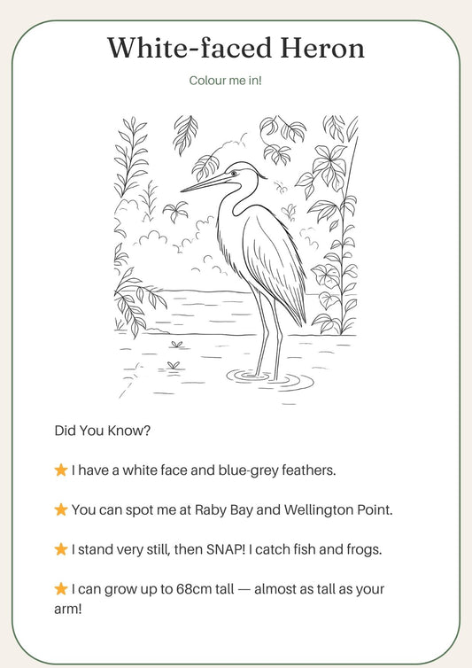 Redlands Shorebirds & Friends — Complete Colouring & Discovery Book for kids