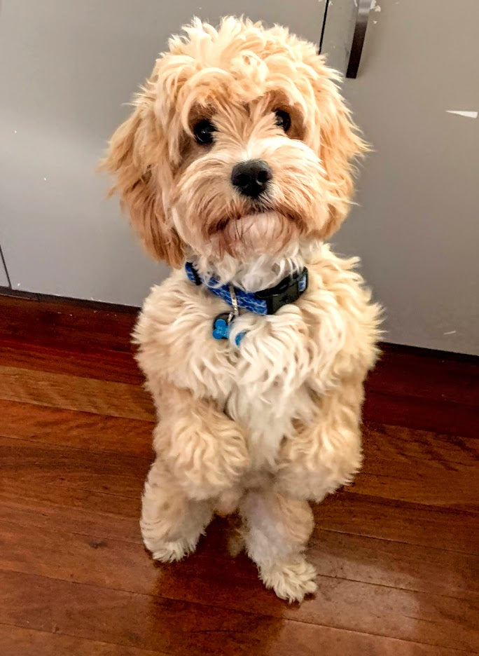 Customised Pet Tea Towel