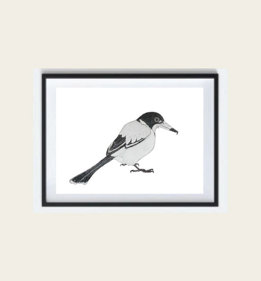 Australian Butcher Bird Art Print