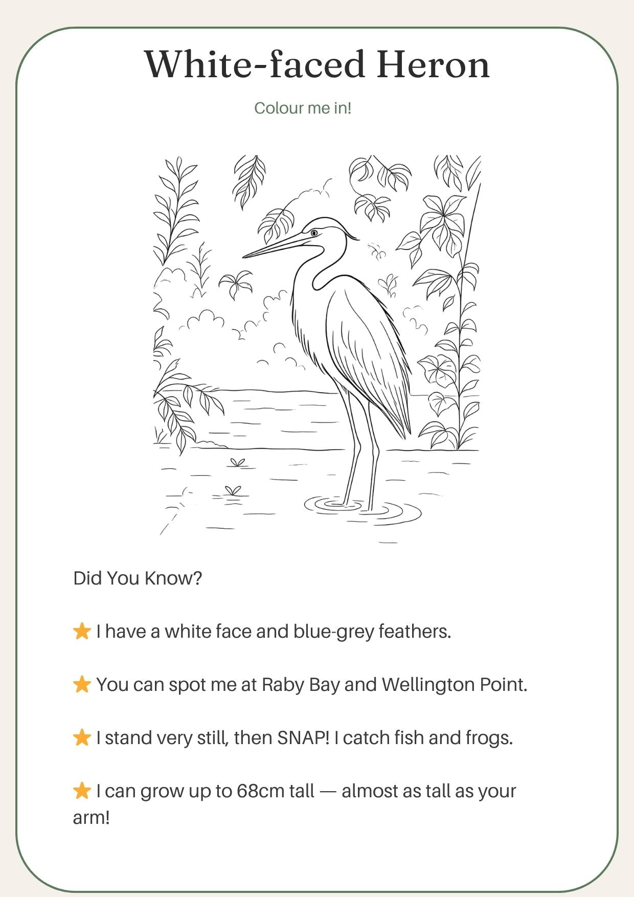 Redlands Shorebirds & Friends — Complete Colouring & Discovery Book for kids