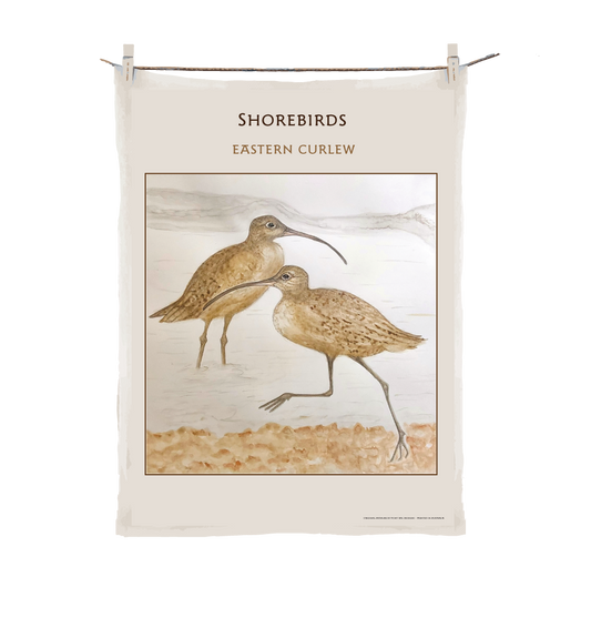 Shorebirds - Eastern Curlews image 0
