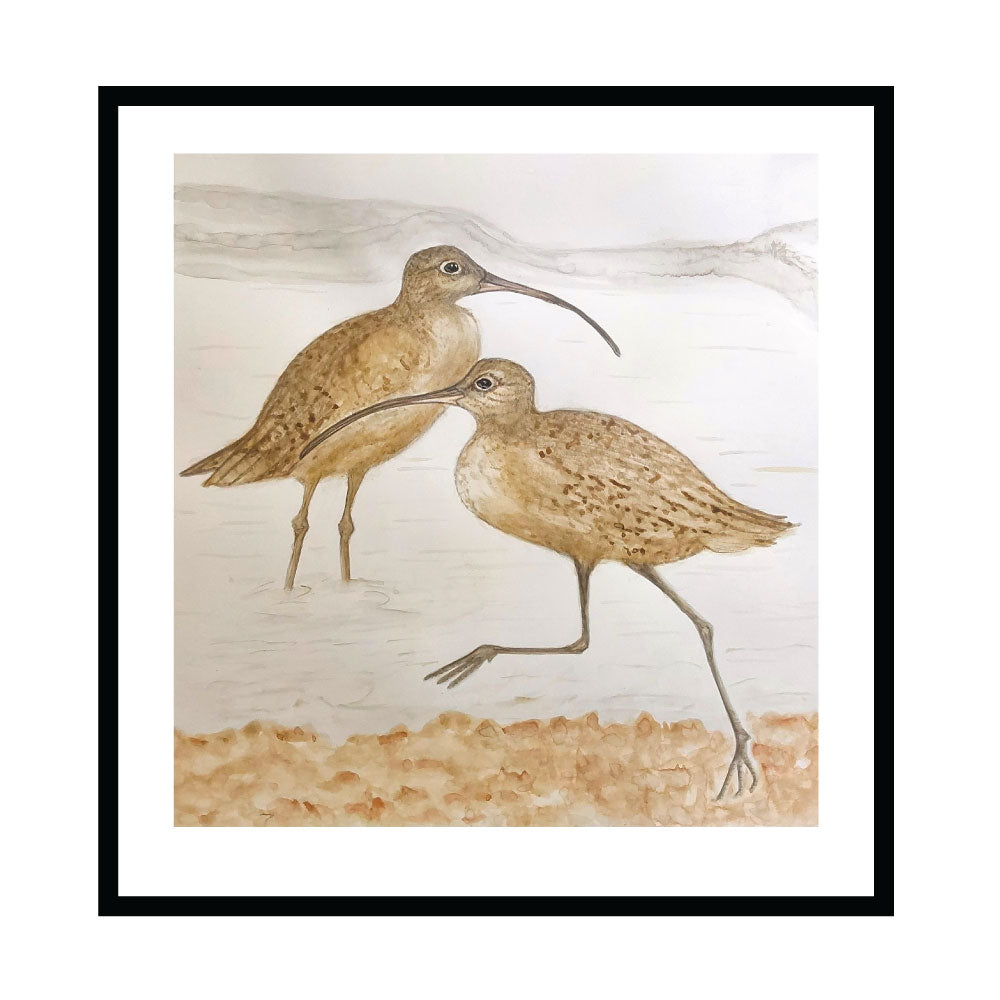Shorebirds - Bar-tailed Godwits image 1
