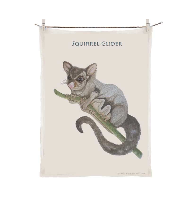 Endangered Species - Squirrel Glider