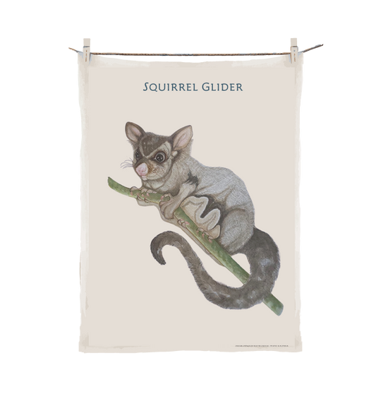 Endangered Species - Squirrel Glider